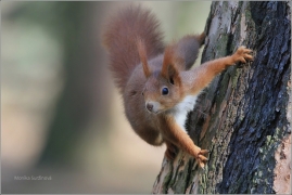 <p>VEVERKA OBECNÁ (Sciurus vulgaris) /Red squirrel - Eichhörnchen/</p>